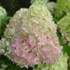 Bugás Hortenzia - Redlight - Hydrangea Paniculata