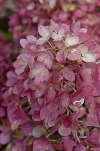 Bugás Hortenzia - Redlight - Hydrangea Paniculata