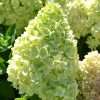 Bugás Hortenzia - Redlight - Hydrangea Paniculata