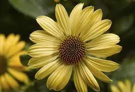 Kasvirág - Echinacea "Blaze Golden Yellow"