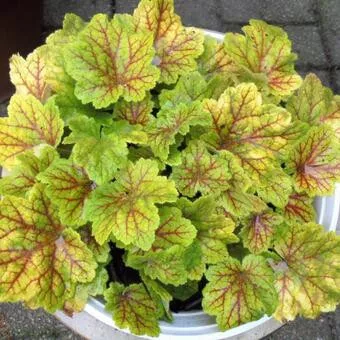Tűzeső - Heuchera "Electra