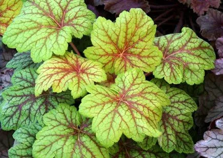 Tűzeső - Heuchera "Electra