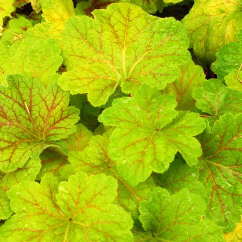 Tűzeső - Heuchera "Electra