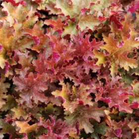 Tűzeső - Heuchera "Ginger Peach' 