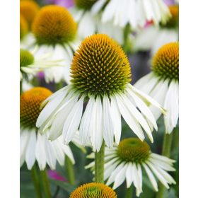   Fehér virágú Kasvirág - Echinacea Purpurea "White Swan"