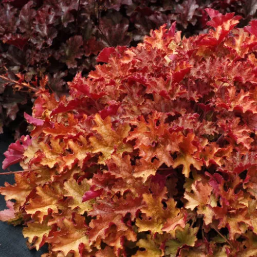 Tűzeső - Heuchera "Ginger Peach' 