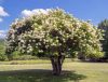 Bugás Hortenzia - Grandiflora - Hydrangea Paniculata