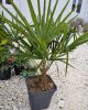 Kínai kenderpálma - Trachycarpus Fortunei