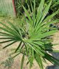 Kínai kenderpálma - Trachycarpus Fortunei