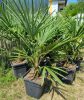 Kínai kenderpálma - Trachycarpus Fortunei