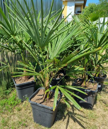 Kínai kenderpálma - Trachycarpus Fortunei