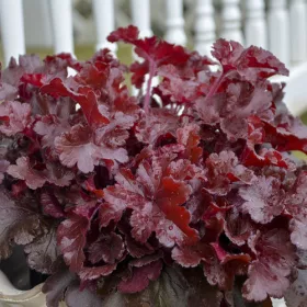 Tűzeső - 'Heuchera Cherry Truffels' 