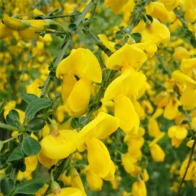 Sárga virágú zanót - Vanesse - Cytisus Scoparius