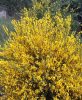 Sárga virágú zanót - Vanesse - Cytisus Scoparius