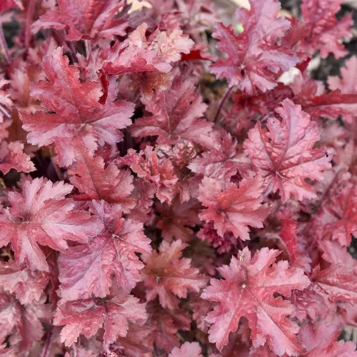 Tűzeső - 'Heuchera Cherry Truffels' 