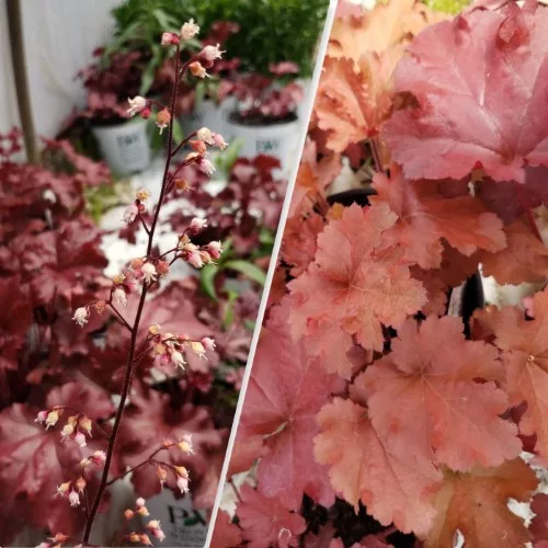 Tűzeső - 'Heuchera Cherry Truffels' 