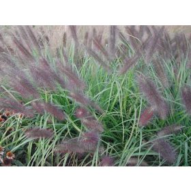  Bordó bugájú Tollborzfű - PENNISETUM ALOPECUROIDES " National Arboretum"