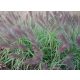 Bordó bugájú Tollborzfű - PENNISETUM ALOPECUROIDES " National Arboretum"