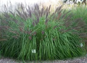 Bordó bugájú Tollborzfű - PENNISETUM ALOPECUROIDES " National Arboretum"