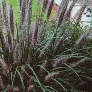 Bordó bugájú Tollborzfű - PENNISETUM ALOPECUROIDES " National Arboretum"