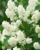 Fehér virágú Kalifornia orgona / Táskavirág - Ceanothus thyrsiflorus "Millerton Point"