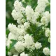 Fehér virágú Kalifornia orgona / Táskavirág - Ceanothus thyrsiflorus "Millerton Point"