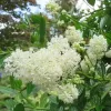 Fehér virágú Kalifornia orgona / Táskavirág - Ceanothus thyrsiflorus "Millerton Point"