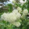 Fehér virágú Kalifornia orgona / Táskavirág - Ceanothus thyrsiflorus "Millerton Point"