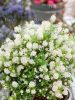 Fehér virágú Kalifornia orgona / Táskavirág - Ceanothus thyrsiflorus "Millerton Point"