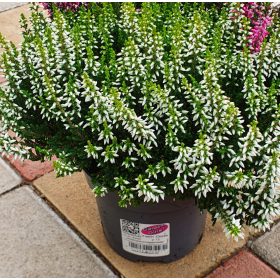 Csarab - Calluna Vulgaris - fehér