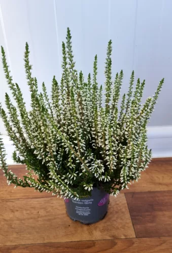 Csarab - Calluna Vulgaris - fehér