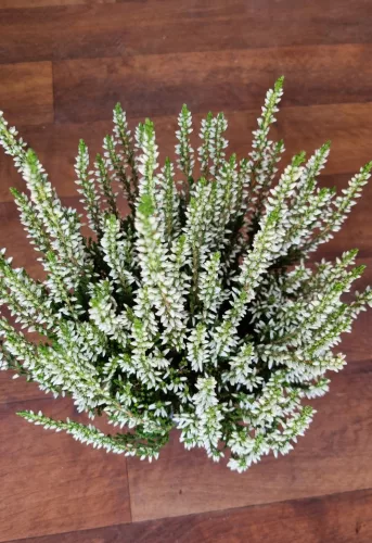 Csarab - Calluna Vulgaris - fehér