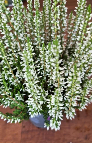 Csarab - Calluna Vulgaris - fehér