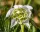 Telt virágú hóvirág - Galanthus "Flore Pleno"