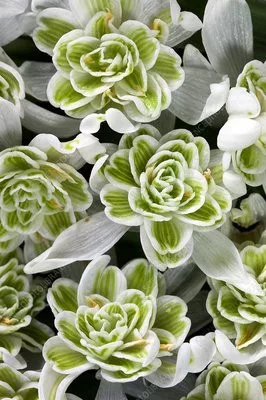 Telt virágú hóvirág - Galanthus "Flore Pleno"