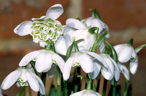 Telt virágú hóvirág - Galanthus "Flore Pleno"