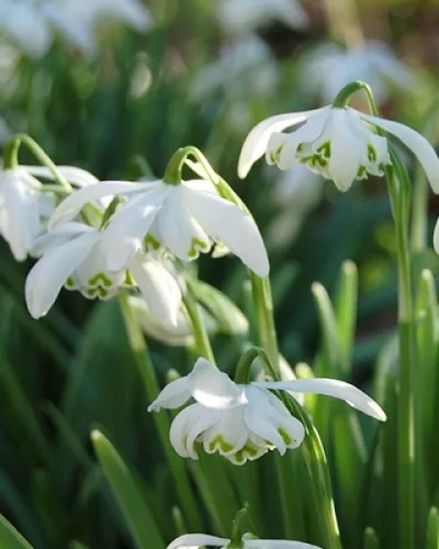 Telt virágú hóvirág - Galanthus "Flore Pleno"
