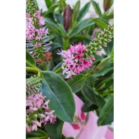 Örökzöld veronika cserje - Hebe addenda 'Donna Pink'