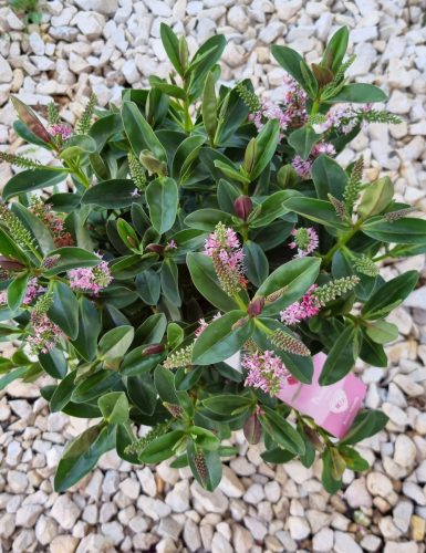 Örökzöld veronika cserje - Hebe addenda 'Donna Pink'