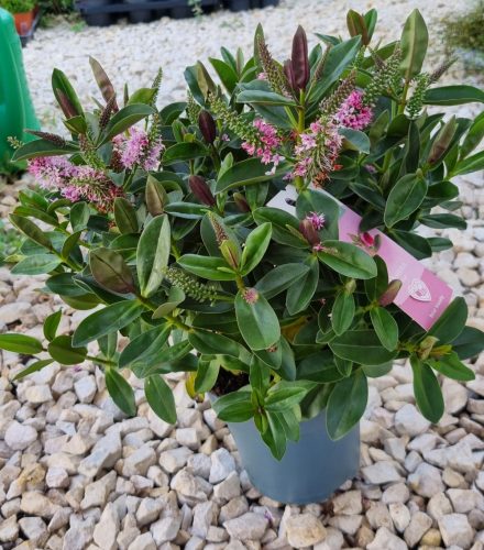 Örökzöld veronika cserje - Hebe addenda 'Donna Pink'