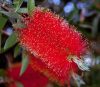 Citrom illatú kefevirág - Callistemon citrinus " Splendens"