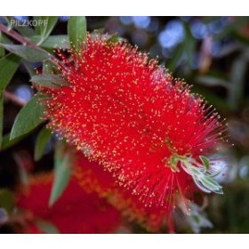   Citrom illatú kefevirág - Callistemon citrinus " Splendens"