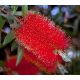 Citrom illatú kefevirág - Callistemon citrinus " Splendens"