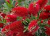 Citrom illatú kefevirág - Callistemon citrinus " Splendens"