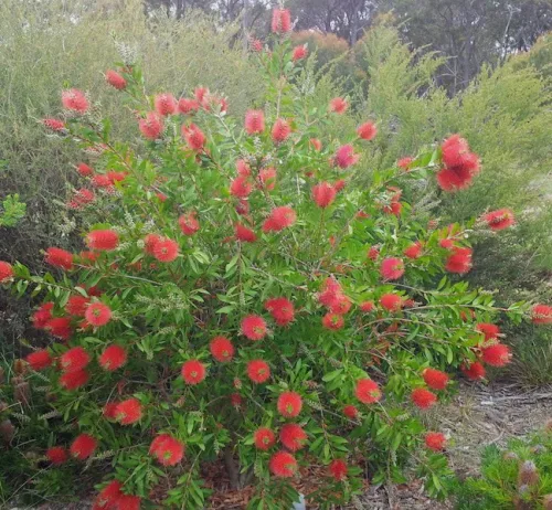 Citrom illatú kefevirág - Callistemon citrinus " Splendens"