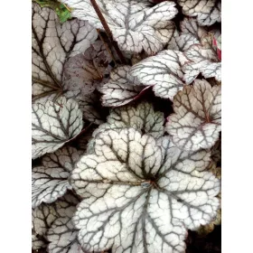 Tűzeső - Heuchera "' Glitter"