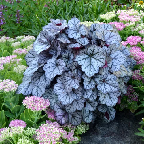 Tűzeső - Heuchera "' Glitter"