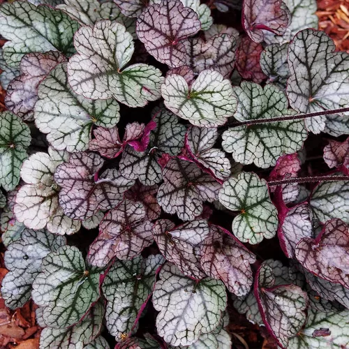 Tűzeső - Heuchera "' Glitter"