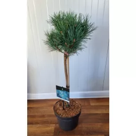   Törzses erdei fenyő - Pinus Sylvestris "Watereri"