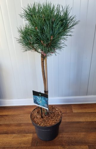 Törzses erdei fenyő - Pinus Sylvestris "Watereri"